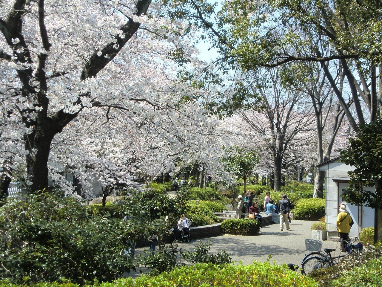 春には桜がきれいに咲きます。ウォーキングやジョギングに使いたいですね。