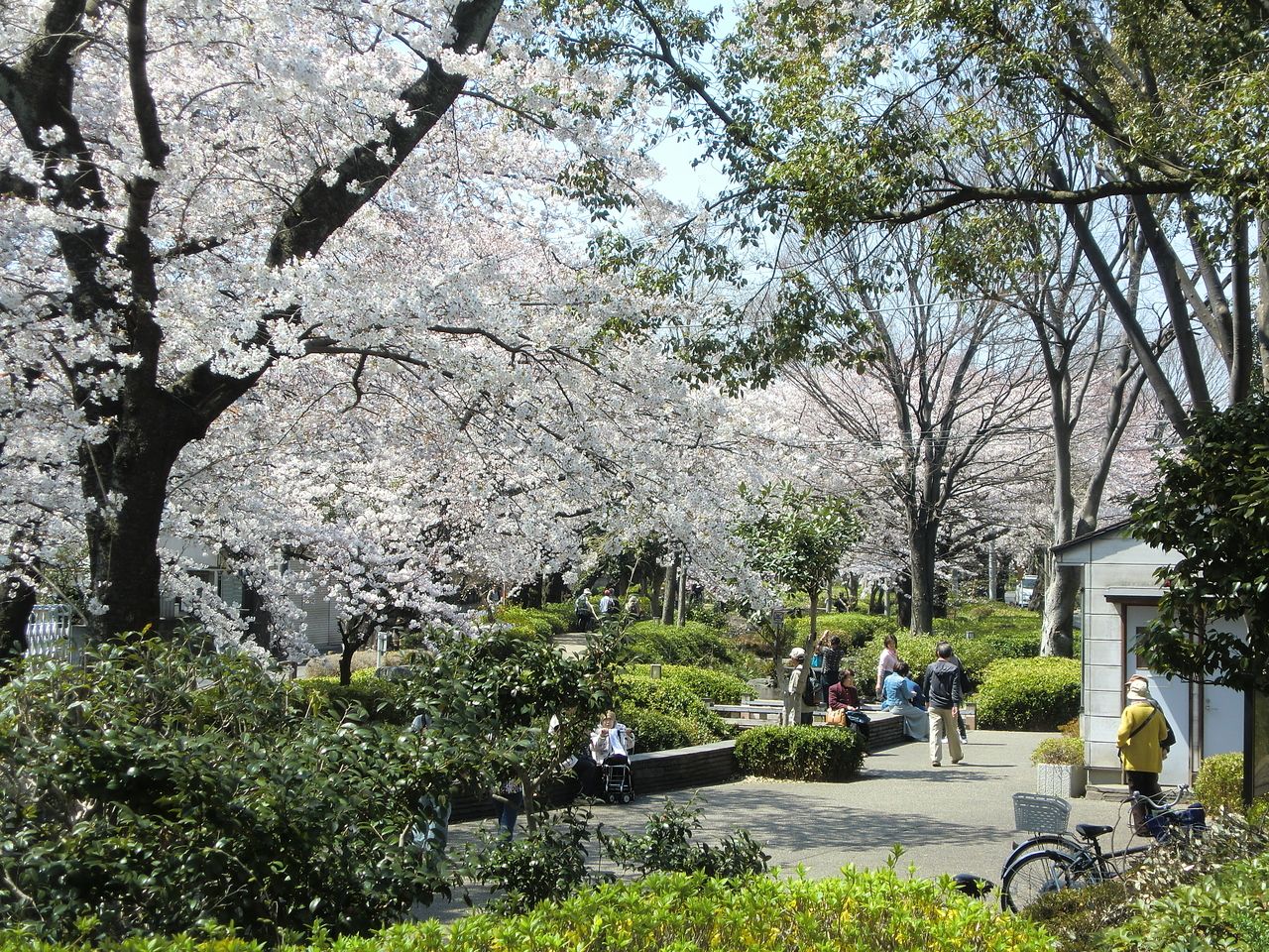 柴崎体育館周辺の、春には桜がキレイに咲く緑道