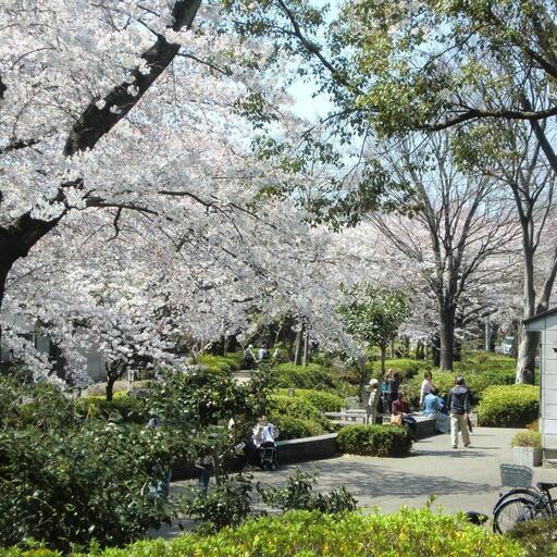 春には桜が綺麗に咲きます。フォレストから「約700ｍ」