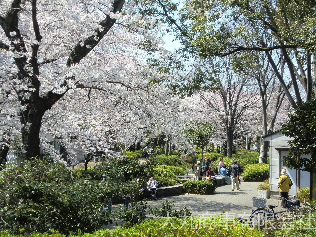 春には桜がきれい咲きます。ウォーキングやジョギングにも最適です。