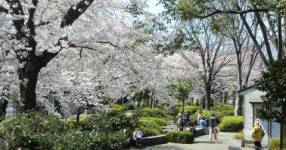 春にはたくさんの桜が花を咲かせる緑川緑道