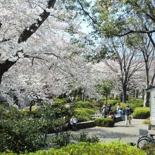 春にはたくさんの桜が花を咲かせる緑川緑道