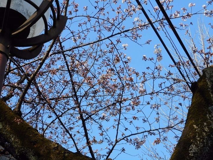 国立市「さくら通り」の桜はもうすぐ見頃