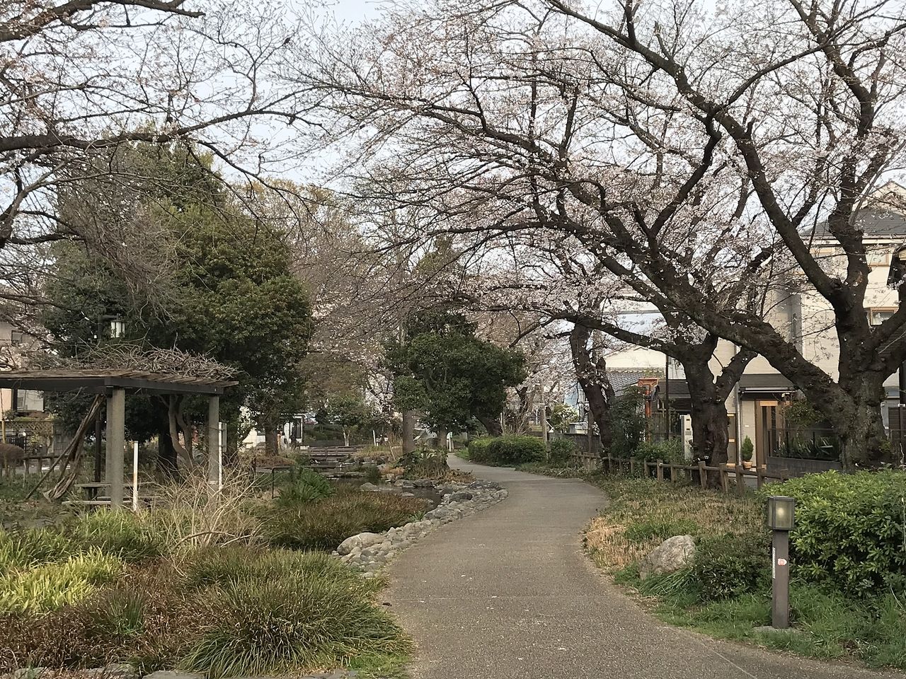 根川緑道(柴崎町5丁目)の桜(2019年3月28日撮影)